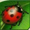 Символ игрового автомата Lucky Lady's Charm Божья коровка
